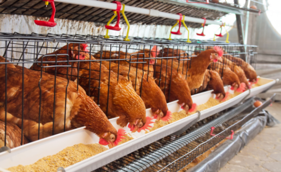 Poultry
