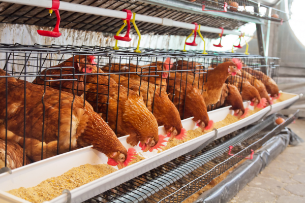 Poultry