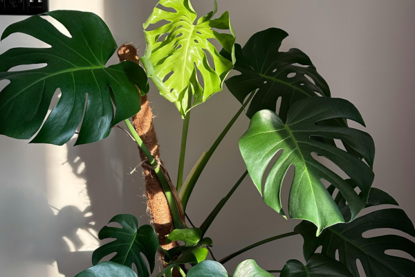 HVAC & Indoor Air Quality