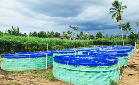 Agriculture & Aquaculture